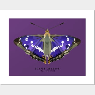 Purple Emperor Butterfly Posters and Art